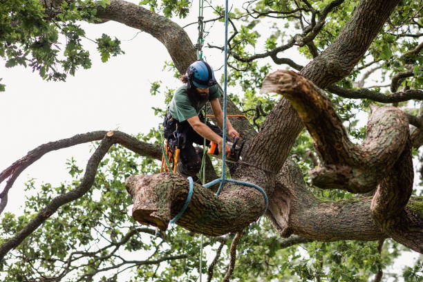 How Our Tree Care Process Works  in  Maryville, MO